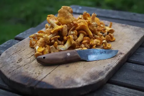 En hög med färska kantareller på en träskärbräda med en kniv. Snart ska de frysa kantareller i plastpåse för framtida bruk.