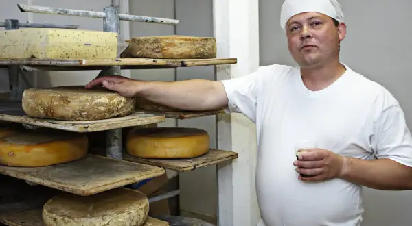En ostmakare inspekterar sina runda ostar, kanske en utsökt dansk ost, som mognar på hyllor.